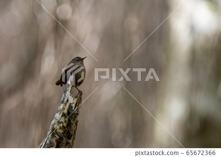 Chirping the bird Wren Chirping the bird Wren 65672366