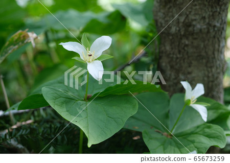 Ooba nano enlivis 65673259