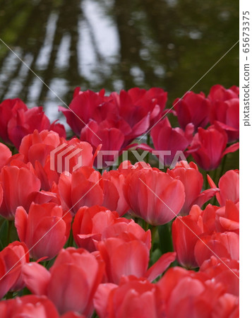 鬱金香120 65673375