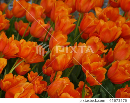 Tulip 121 65673376