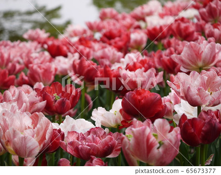 鬱金香122 65673377