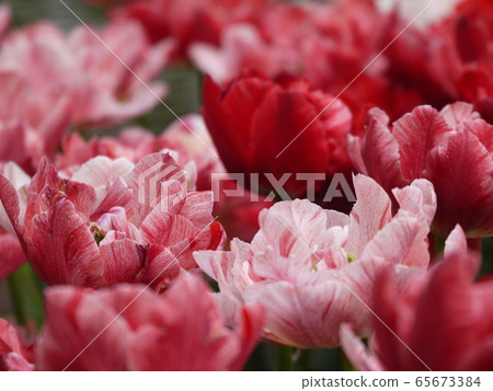 Tulip 129 65673384