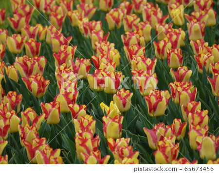 Tulip 168 65673456