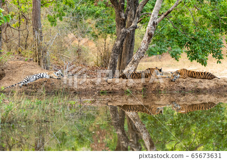 wild tiger cubs resting in shades of tree with reflection in water and with green background and scenic location at bandhavgarh national park or tiger reserve, madhya pradesh, india wild tiger cubs resting in shades of tree with reflection in water and with green background and scenic location at bandhavgarh national park or tiger reserve, madhya pradesh, india 65673631