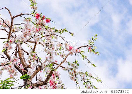 Fresh red and white weeping peach Fresh red and white weeping peach 65673832