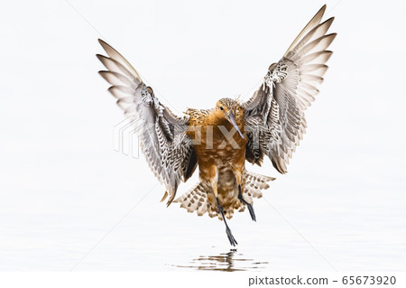 著陸雄鹿開夏的羽毛 著陸雄鹿開夏的羽毛 65673920