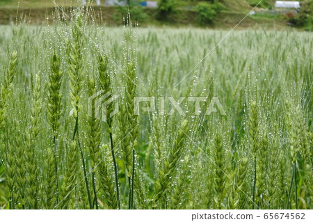 Light wheat Light wheat 65674562