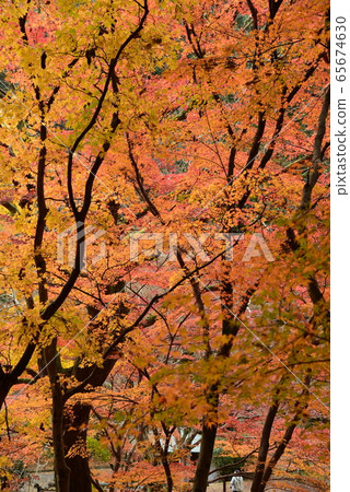 Momijidani Park Momijidani Park 65674630