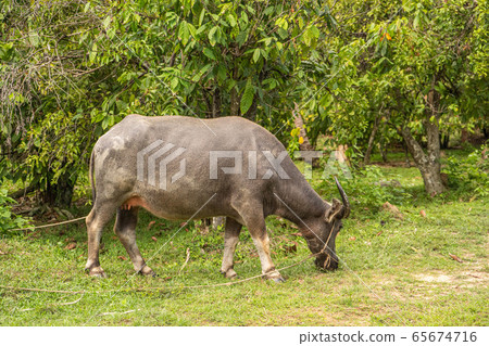 A buffalo with large horns grazes on the lawn in a green tropical jungle A buffalo with large horns grazes on the lawn in a green tropical jungle 65674716