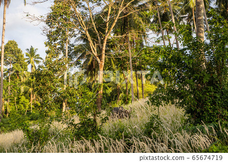 A buffalo with large horns grazes on the lawn in a green tropical jungle A buffalo with large horns grazes on the lawn in a green tropical jungle 65674719
