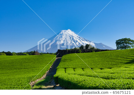 富士山和茶園 富士山和茶園 65675121