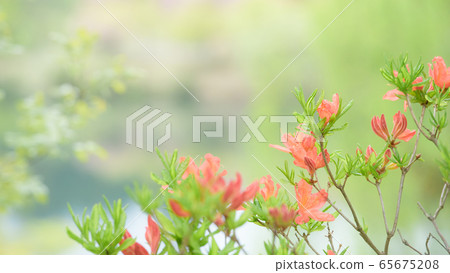 Azalea bud and young shoots Azalea bud and young shoots 65675208