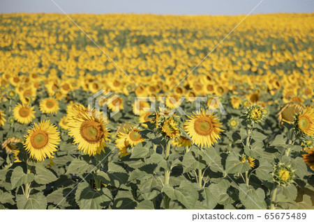 sunflower field as a background in summertime 65675489