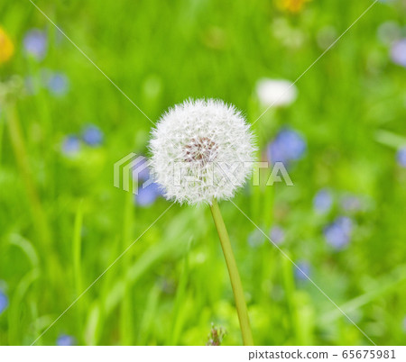 Dandelion seed head clock Dandelion seed head clock 65675981