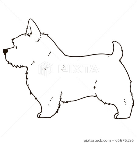Norwich Terrier illustration line drawing only 65676156