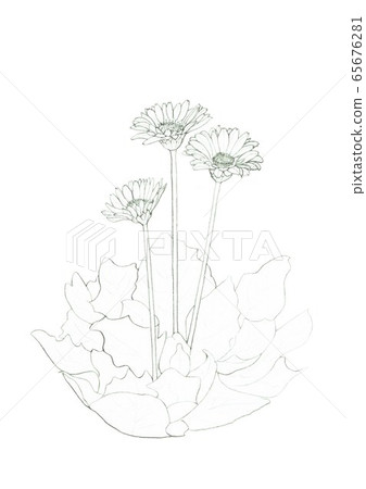 迷你非洲菊著色書 65676281