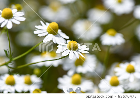 Chamomile Chamomile 65676475
