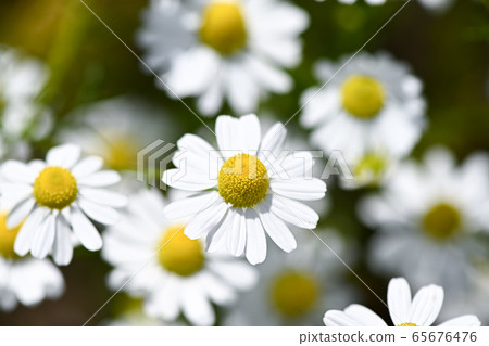 Chamomile Chamomile 65676476