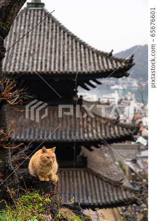 Cat Tenningji Mie no Tome Cat Narrow Road Onomichi Cat Tenningji Mie no Tome Cat Narrow Road Onomichi 65676601