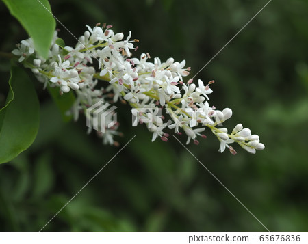 White small flower 65676836
