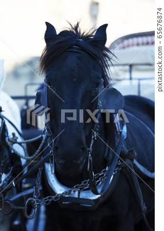 A black horse. Portrait of beautiful horse A black horse. Portrait of beautiful horse 65676874