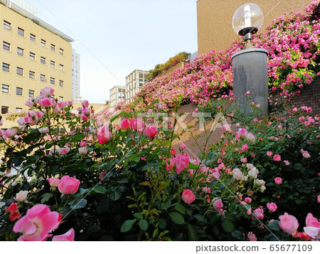 盛開的粉紅玫瑰的屋頂花園 盛開的粉紅玫瑰的屋頂花園 65677109