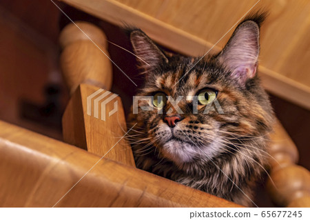 Maine Coon cat looks down from a wooden staircase 65677245