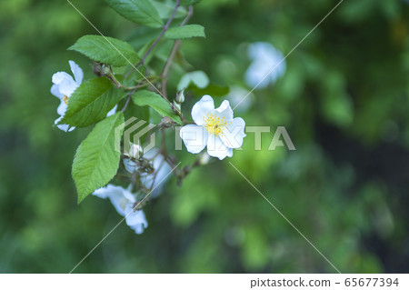 Wild rose Wild rose 65677394