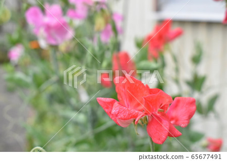 紅甜豌豆 65677491