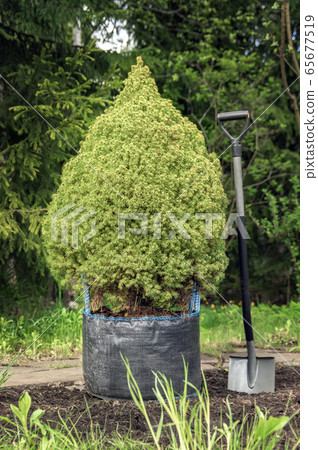 Coniferous tree is prepared for planting. Coniferous tree is prepared for planting. 65677519
