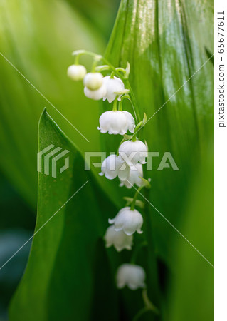 Spring flower lily of the valley close-up Spring flower lily of the valley close-up 65677611