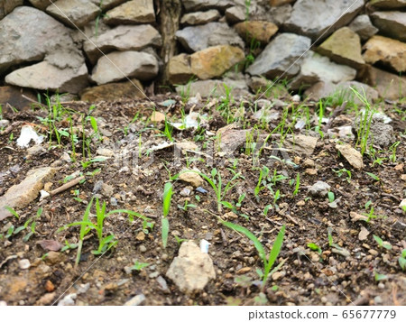 sprout sprout 65677779