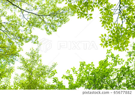 Fresh green leaves and center space Fresh green leaves and center space 65677882