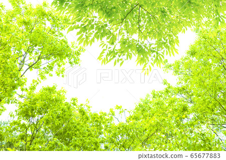 Fresh green leaves and center space Fresh green leaves and center space 65677883