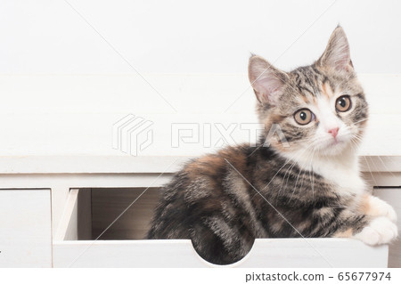 Munchkin kitten turned around (Botan-chan) 65677974