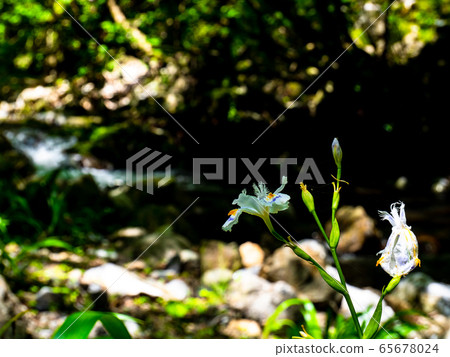 ba場瀑布自然公園[岡山縣浪速市] 65678024