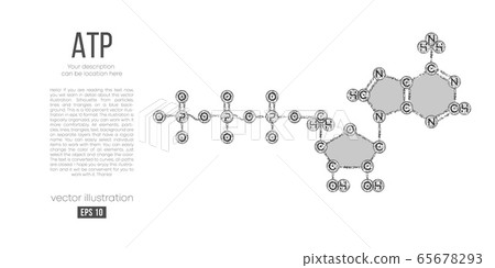 Abstract silhouette of the polygonal molecule ATP acid on white background. Skeletal, organic formula. Holographic low poly, wireframe vector. Thanks for watching Abstract silhouette of the polygonal molecule ATP acid on white background. Skeletal, organic formula. Holographic low poly, wireframe vector. Thanks for watching 65678293