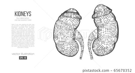 Abstract silhouette of the polygonal organ of kidney on white background. Scanning, research and diagnosis of the human kidney. Holographic low poly, wireframe vector. Thanks for watching 65678352