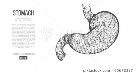 Abstract silhouette of the polygonal organ of stomach on white background. Scanning, research and diagnosis of the human stomach. Holographic low poly, wireframe vector. Thanks for watching Abstract silhouette of the polygonal organ of stomach on white background. Scanning, research and diagnosis of the human stomach. Holographic low poly, wireframe vector. Thanks for watching 65678357