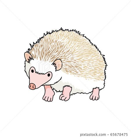 刺猬 65678475
