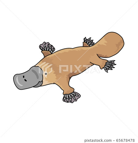 platypus 65678478