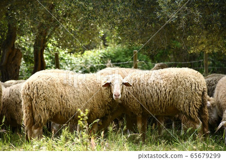 綿羊橄欖樹 65679299