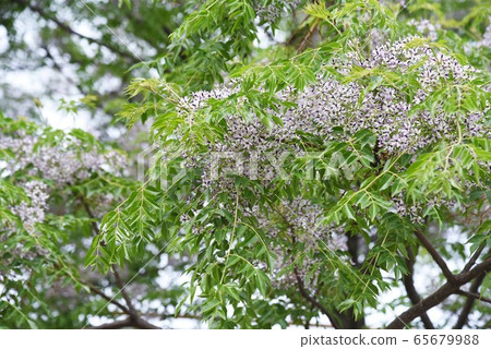 Sendan flower 65679988