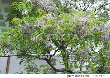 Sendan flower 65679989