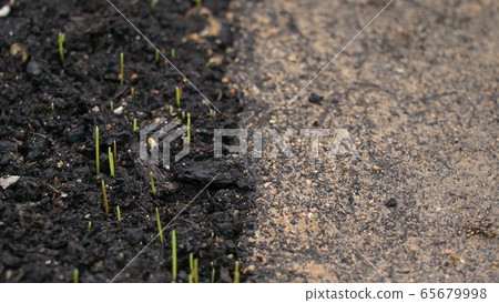 Contrast difference concept, half ground with growing plants green grass and dead desert ground with 65679998