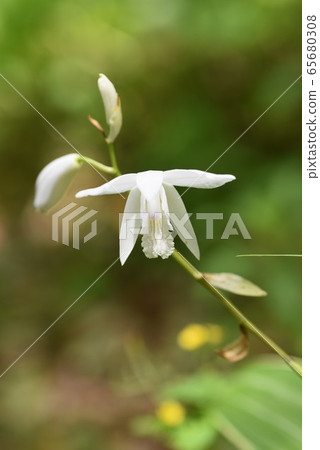 Silane (purple orchid) 65680308