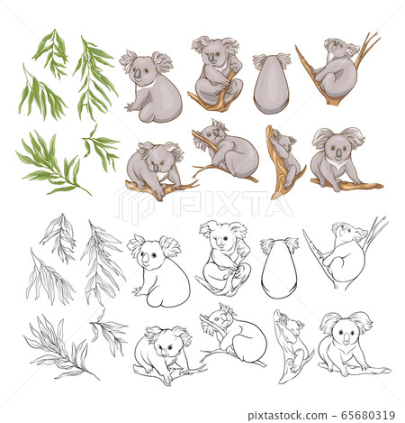 Koala and eucalyptus. Clip art, set of elements for design. Koala and eucalyptus. Clip art, set of elements for design. 65680319