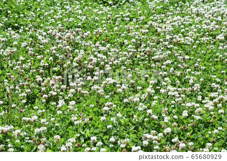 White clover (white grass) White clover (white grass) 65680929