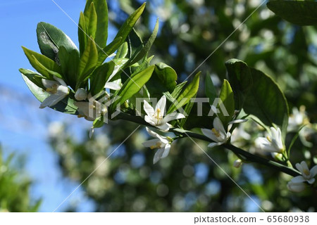 Orchid flowers 65680938