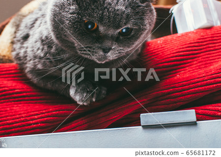 Scottish fold gray cat with orange eyes lays on sofa alone. Stay at home coronavirus covid-19 quarantine concept Scottish fold gray cat with orange eyes lays on sofa alone. Stay at home coronavirus covid-19 quarantine concept 65681172